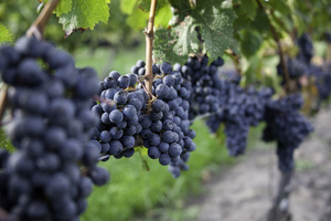 cabfranc cabfranc